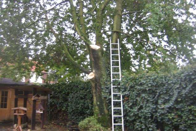 rooien en snoeien van treurwilgen kappen van treurwilgen hovenier Etten Leur 